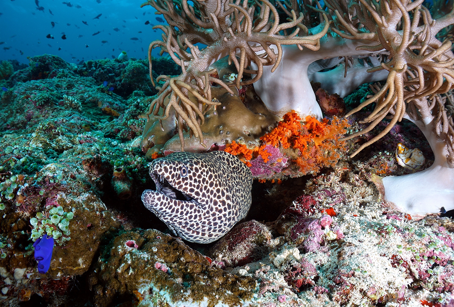 Banda Sea 2018 - DSC05944_rc - Blackspotted moray - Murene leopard - Gymnothorax favagineus.jpg